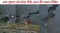 आसमान के शिकारी की ताकत! बाज ने झटके में लोमड़ी को दबोचा और आसमान में उड़ गया, Viral Video देख बढ़ जाएंगी धड़कनें