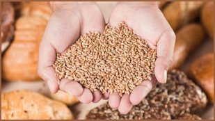 Easy Tips to Store Pulses | How to protect Pulses from Insects | Easy Tips to Store grains