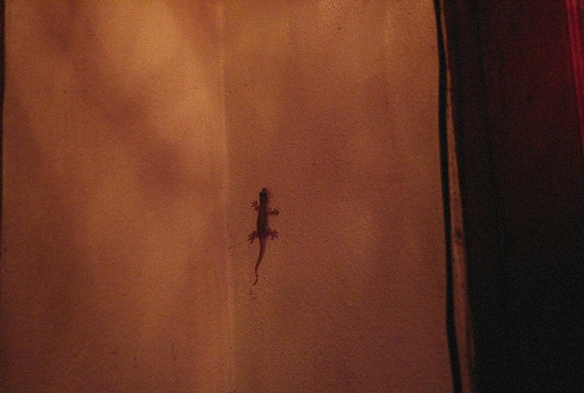 Effective Home Remedies to Keep Lizards Away from Your House