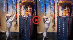 गणपति बप्पा की मूर्ति के आगे पंजे उठाए खड़ा हो गया डॉगी और फिर करने लगा डांस, Viral Video देख दंग रह गए यूजर्स