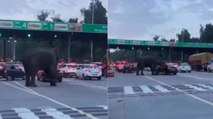 Elephant attacks car at Lachhiwala toll plaza| Lachhiwala toll plaza| Elephant Viral Video
