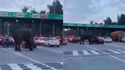 गुस्साए हाथी ने टॉल प्लाजा पर कार पर अचानक बोल दिया हमला, सूंढ़ के गाड़ी को लगा पलटने, Viral Video देख सहम जाएंगे आप