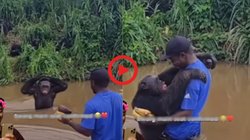 कमर तक पानी में घुसकर गोरिल्ला को फल देने पहुंच गया शख्स, सच्चा प्यार देख जानवर ने किया कुछ ऐसा, Viral Video देख हो जाएंगे भावुक