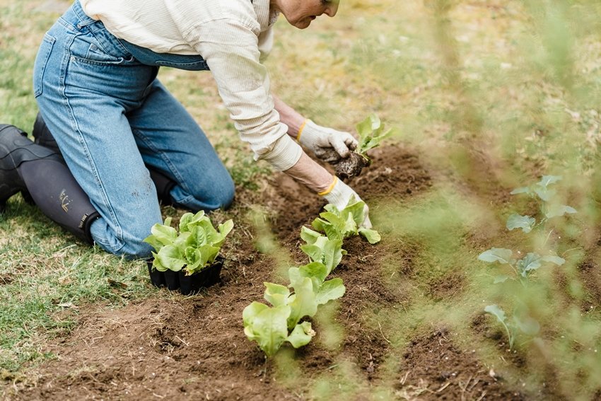 Gardening and yard work