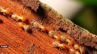 Get Rid of Termite, Deemak Ko Kaise Bhagaye, Dimak marne ki dawa ka naam