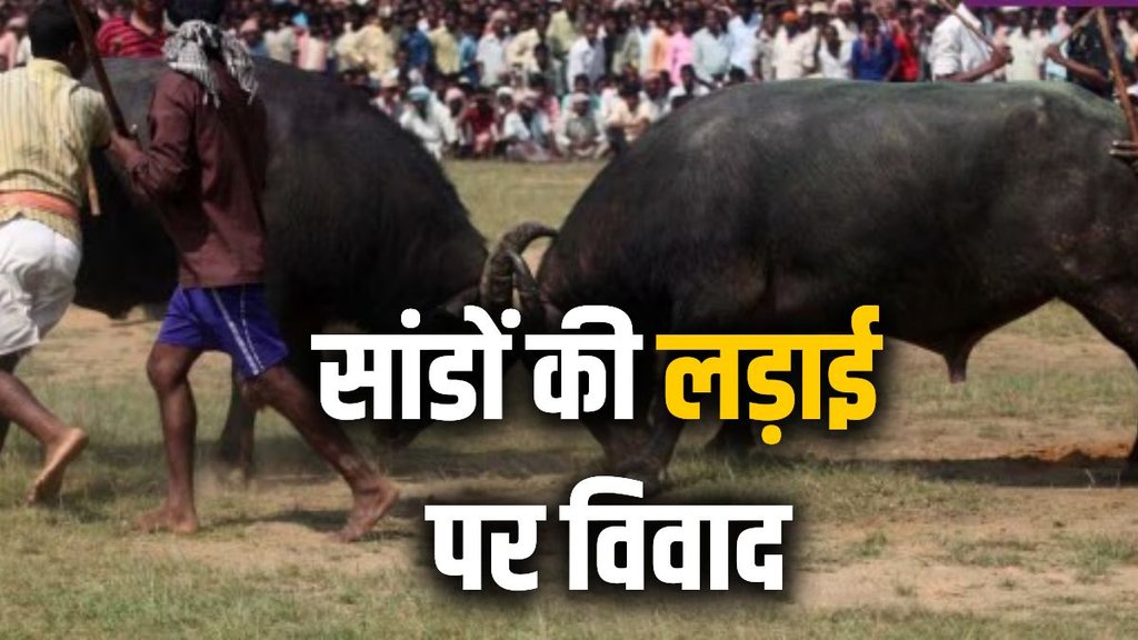 Goa bull fighting, dhirio legalization, cultural significance of bull fighting, animal rights Goa