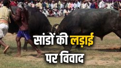 सांडों की लड़ाई के खेल के लिए कानूनी मान्यता क्यों चाहते हैं गोवा के विधायक?। Explained