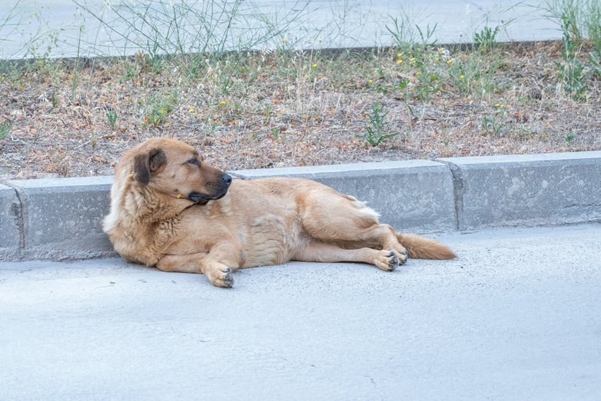 Hidden Dangers of Dogs