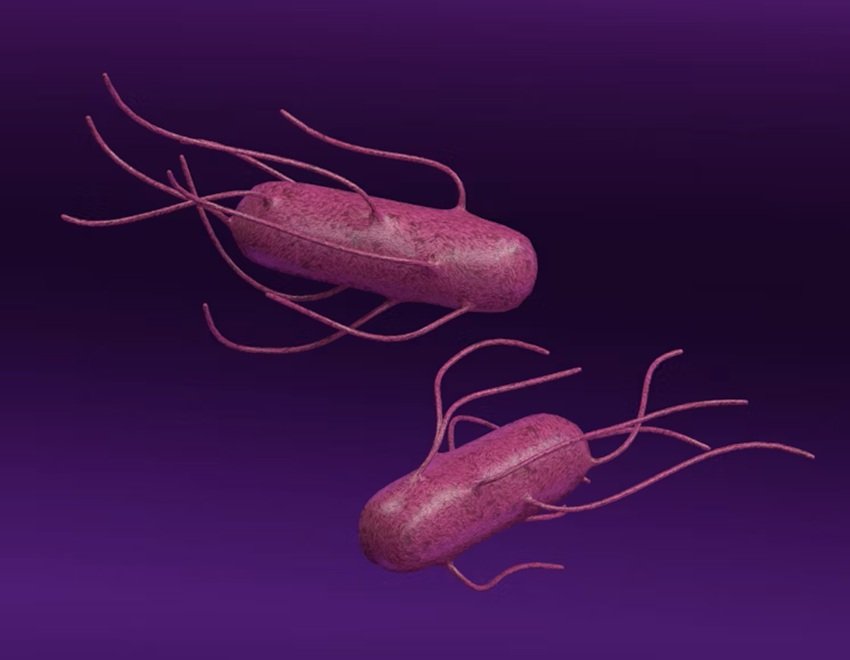 Hidden Salmonella Threats