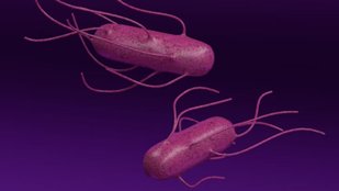 Hidden sources of Salmonella