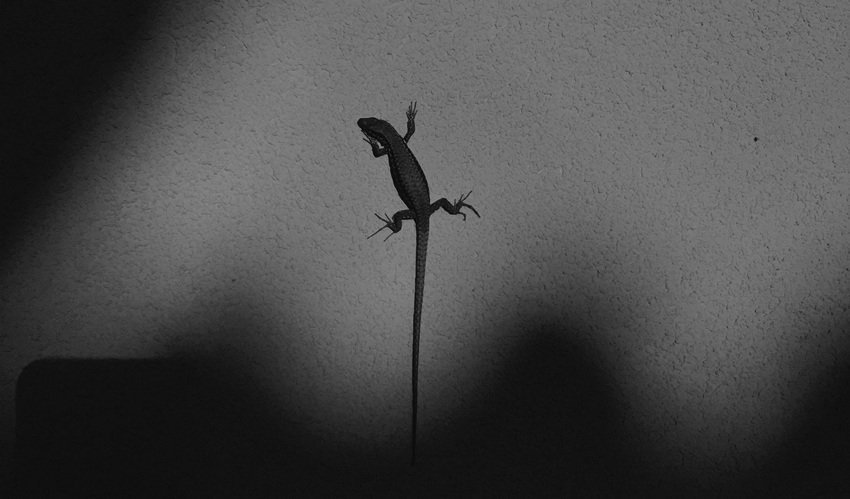 How to Get Rid of Lizards Naturally Without Killing Them