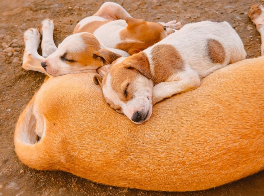 Illnesses Dogs Can Pass to Humans