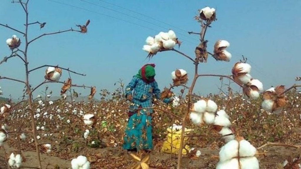 Import Free Cotton, Cotton, Hindi News,