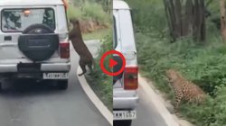 माता-पिता संग जंगल सफारी घूमने आया था बच्चा, तेंदुए ने अचानक कर दिया हमला, दबोच लिया हाथ और फिर…, खौफनाक Viral Video