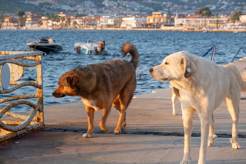 Leptospirosis in humans from dogs