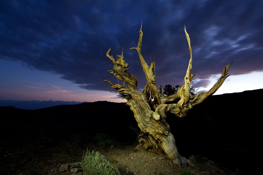 Living Relic Standing Since the Dawn of Agriculture