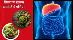 लिवर में जान डालती हैं ये पत्तियां, रोज़ चंद लीव्स को खा लें बुढ़ापे तक Liver रहेगा जवान, डॉक्टर से जानिए