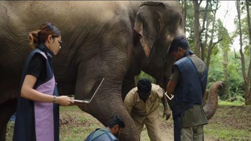 Kolhapur Jain Institution, Animal Rights, Mahadevi Return