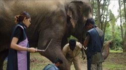 ‘महादेवी’ को फिर जंजीरों में बांधने की तैयारी, वापसी की मांगों के बीच इलाज पर ब्रेक, जिंदगी बचाने की कोशिशें अधूरी