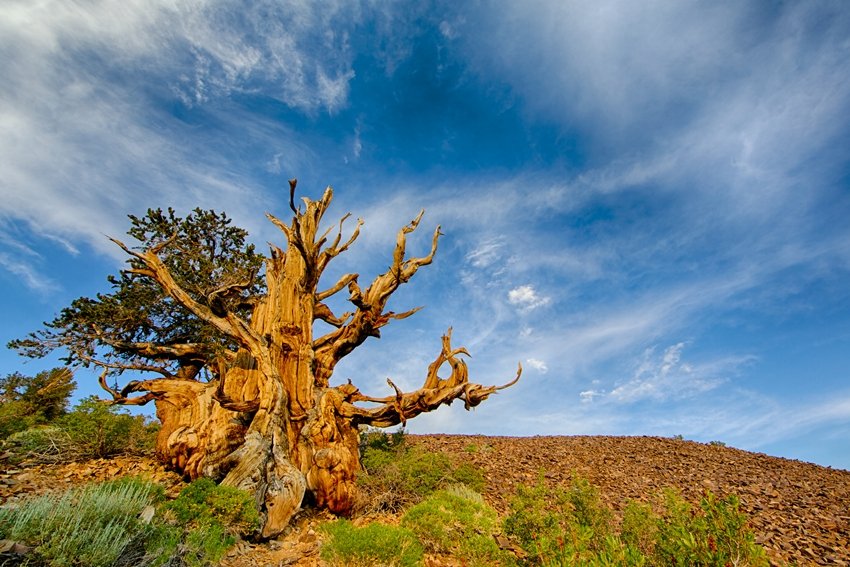 Methuselah Tree Witnessed Human Civilization