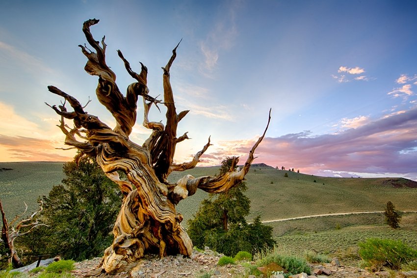 Mystery of the Methuselah Tree