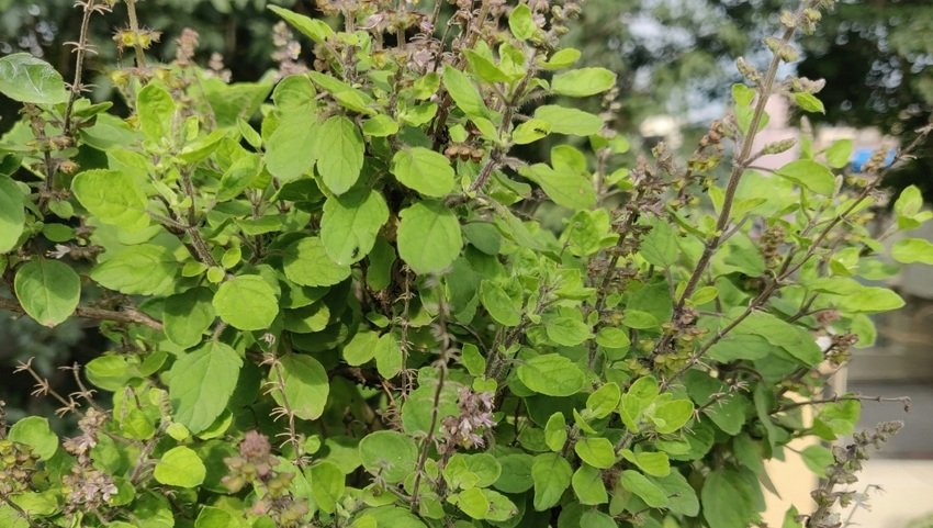 Natural Herbs to Lower Cholesterol and Control Blood Pressure