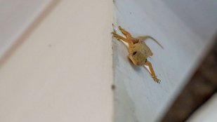 Natural Solutions to Drive Lizards Away