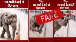 Fact Check: बच्चे को बचाने वाले हाथी का वायरल वीडियो AI-Generated है