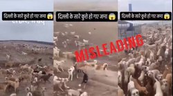 Fact Check: इराक़ का डॉग शेल्टर का पुराना वीडियो भारत का बताकर भ्रामक दावे के साथ वायरल