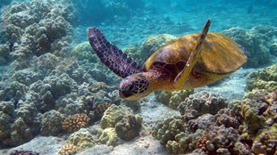 Ocean, Ocean life