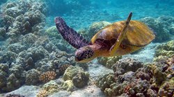 Blog: वैश्विक जनजीवन को पोषित करने में महासागरों का है महत्त्वपूर्ण योगदान, प्रदूषण से संकट में समुद्री जीवन