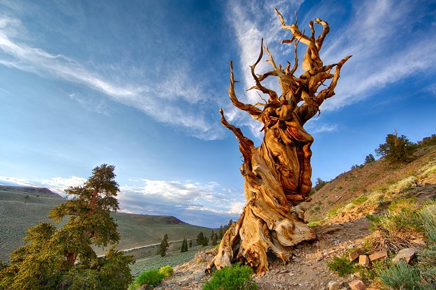 Oldest Living Tree on Earth