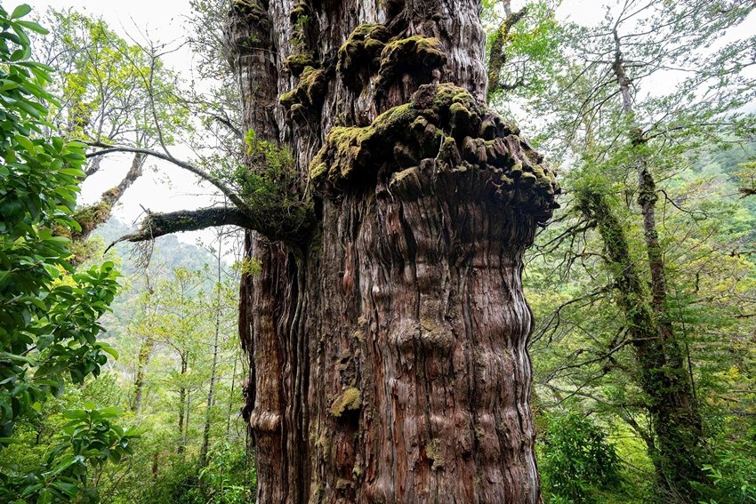 Oldest Tree With a Secret Location