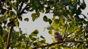 Peepal tree oxygen and CO2