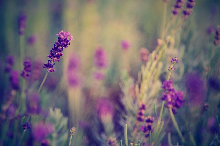 Plants That Boost Immunity and Relieve Stress