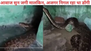 Python viral video 2025, Python Swallowed dog, snake horror video viral