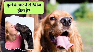 Rabies due to dog licking, how rabies spreads, kya kutte ke chaatne se rabies hota hai, symptoms and prevention of rabies, rabies virus, causes of rabies, what to do if a dog licks