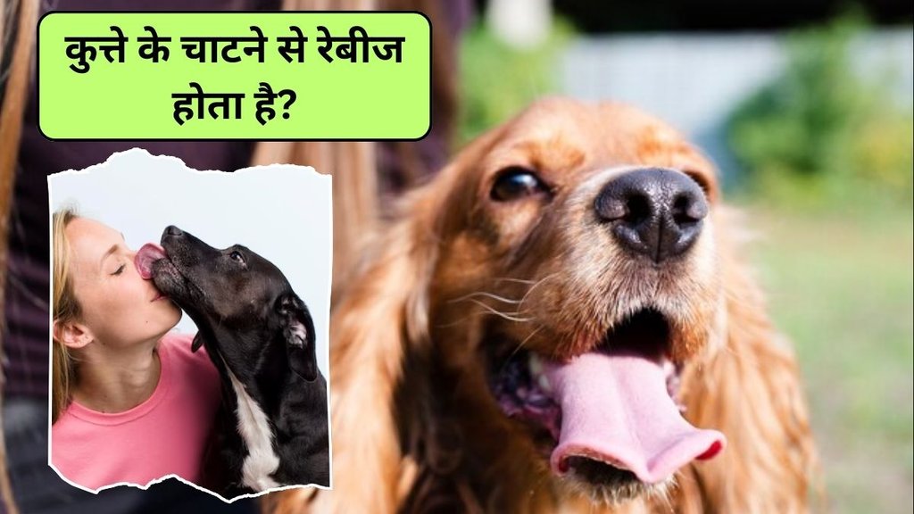 Rabies due to dog licking, how rabies spreads, kya kutte ke chaatne se rabies hota hai, symptoms and prevention of rabies, rabies virus, causes of rabies, what to do if a dog licks