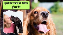क्या कुत्ते के चाटने से भी रेबीज हो सकता है? डॉक्टर से जानिए