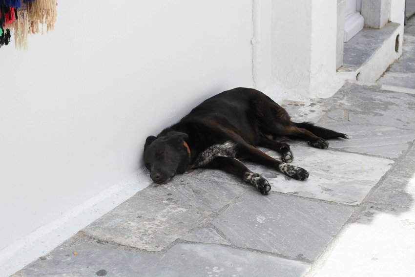 Ringworm from dogs