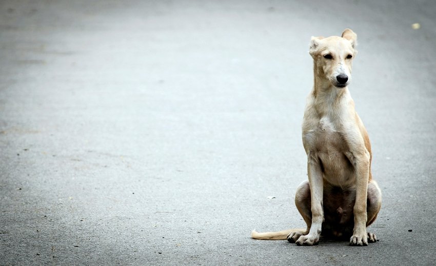 Salmonella from pets
