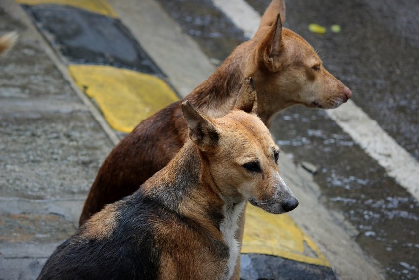 Serious Infections Your Pet Could Carry