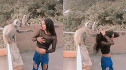 छत पर रील बना रही थी लड़की, जमकर लगा रही थी ठुमके, तभी आ गए बंदर और पकड़ लिया बाल फिर…, Viral Video देख रह जाएंगे दंग