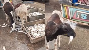 Viral Video| Trending News| Viral Instagram Reels