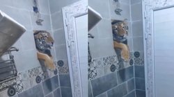 नहा रहा था शख्स, तभी बाथरूम की खिड़की से झांकने लगा बाघ और फिर जो हुआ…, Viral Video देख तेज हो जाएंगी धड़कनें