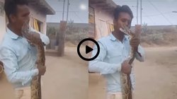 विशालकाय अजगर के साथ खिलवाड़ कर रह था शख्स, सांप ने फटाक से गालों पर गड़ा दिए दांत और फिर…, दिल दहला रहा Viral Video