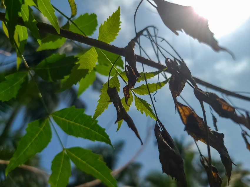 Start Your Morning with Neem Leaves and Get These Amazing Health Benefits