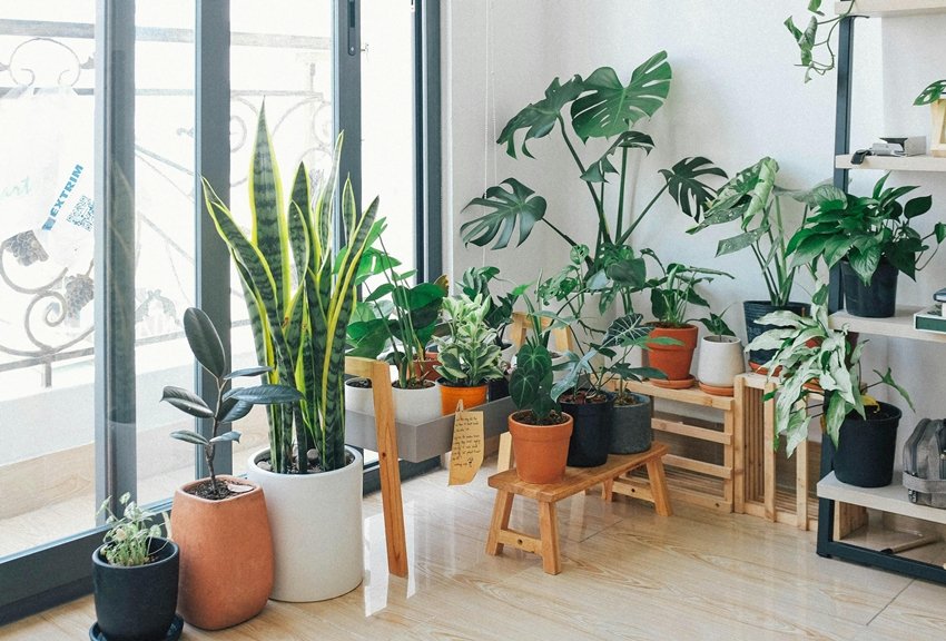 Stay Energetic and Stress-Free with These Indoor Plants