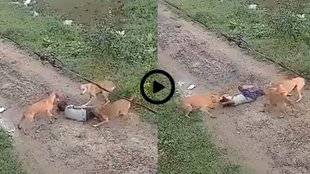 Dog Attack Video, Stray Dog Attack Viral Video, Stray Dog Attack Trending Video
