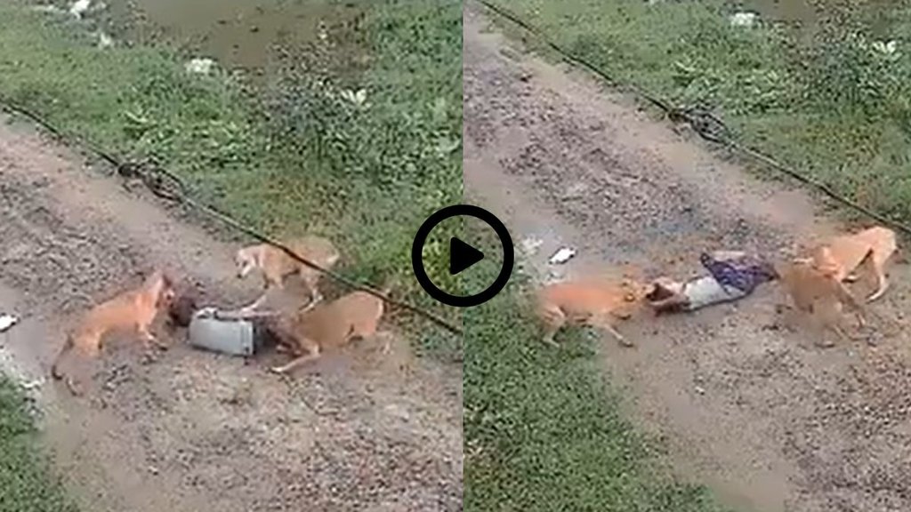 Dog Attack Video, Stray Dog Attack Viral Video, Stray Dog Attack Trending Video